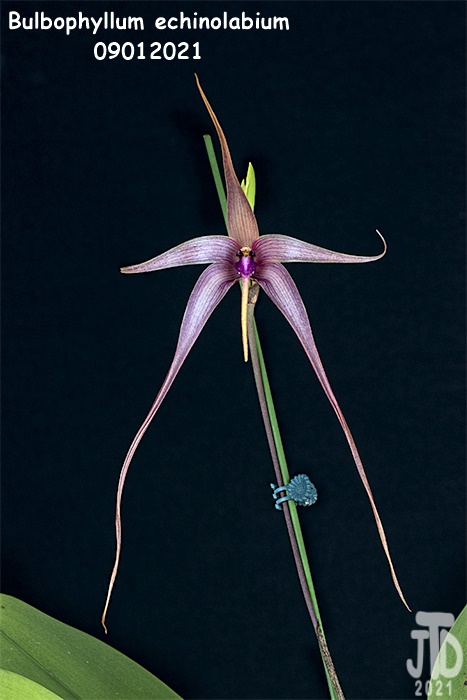 Name:  Bulbophyllum echinolabium2 09012021.jpg
Views: 134
Size:  116.8 KB