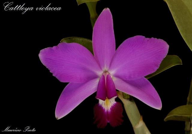 Name:  Cattleya violacea reduzida nomeada RV.jpg
Views: 572
Size:  60.8 KB