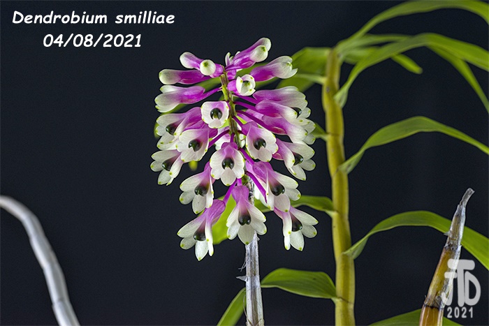 Name:  Dendrobium smilliae3 04082021.jpg
Views: 3050
Size:  166.3 KB