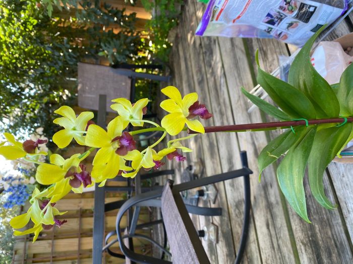Name:  orchids2020sm_09.jpg
Views: 4378
Size:  85.4 KB