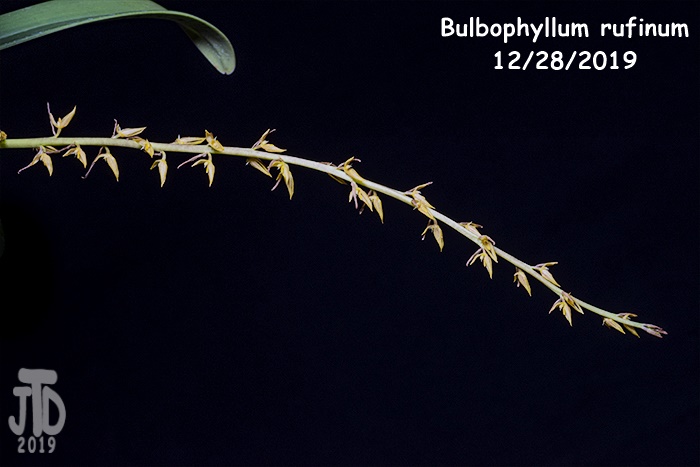 Name:  Bulbophyllum rufinum5 12282019.jpg
Views: 851
Size:  92.3 KB