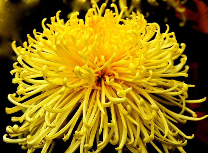 Name:  Imperial Gold Chrysanthemum.jpg
Views: 2099
Size:  84.6 KB