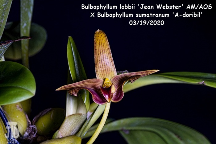 Name:  Bulbophyllum lobbii 'Jean Webster' AMAOS X Bulb sumatranum 'A-doribil'1 03182020.jpg
Views: 409
Size:  102.4 KB