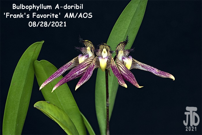 Name:  Bulbophyllum A-doribil 'Frank's Favorite' AMAOS3 08282021.jpg
Views: 826
Size:  129.8 KB