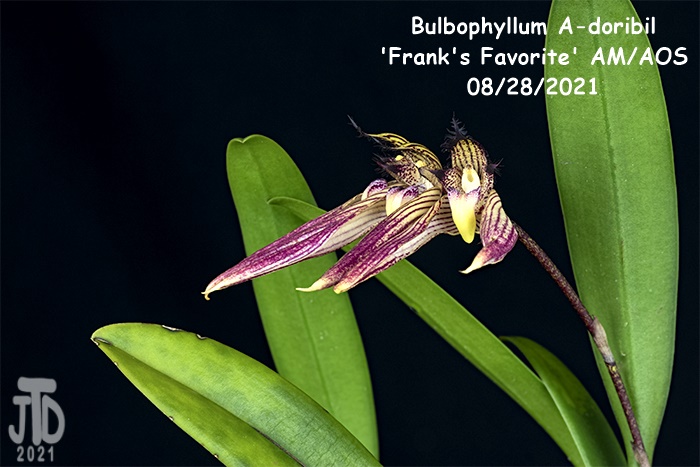Name:  Bulbophyllum A-doribil 'Frank's Favorite' AMAOS4 08282021.jpg
Views: 639
Size:  142.9 KB