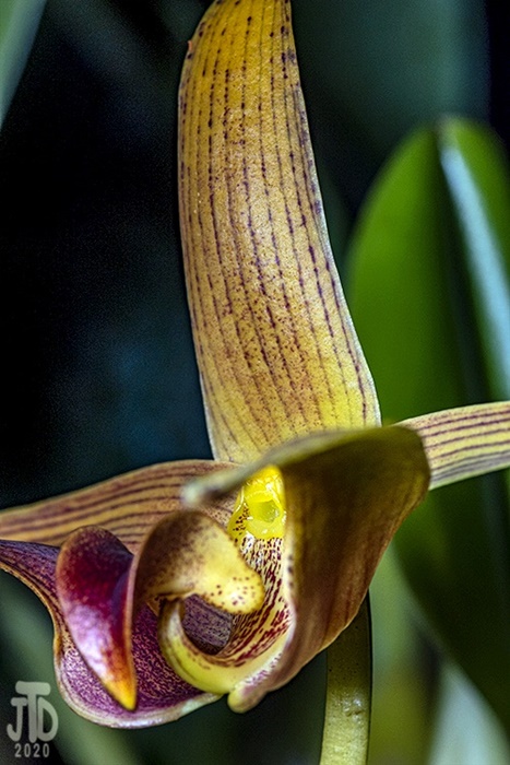 Name:  Bulbophyllum lobbii 'Jean Webster' AMAOS X Bulb sumatranum 'A-doribil'2 03182020.jpg
Views: 584
Size:  141.3 KB