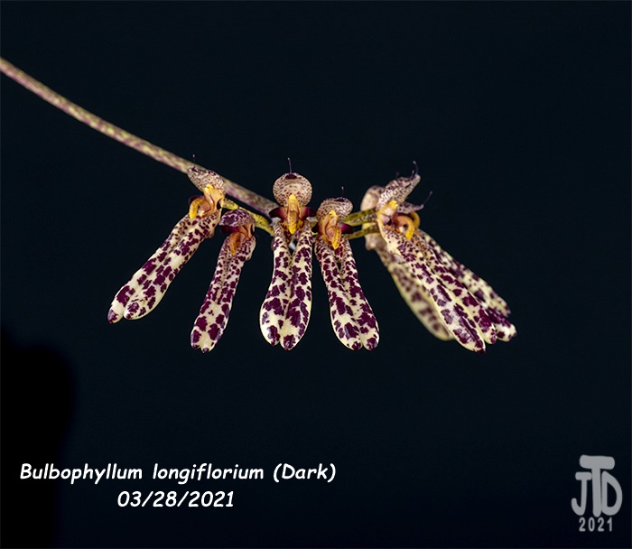 Name:  Bulbophyllum longiflorium (Dark)4 03282021.jpg
Views: 1128
Size:  114.3 KB