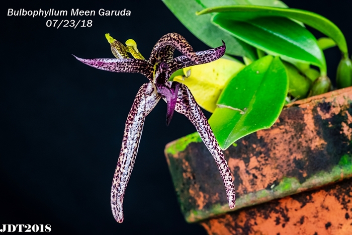 Name:  Bulbophyllum Meen Garuda2 100mm 072318.jpg
Views: 252
Size:  246.5 KB