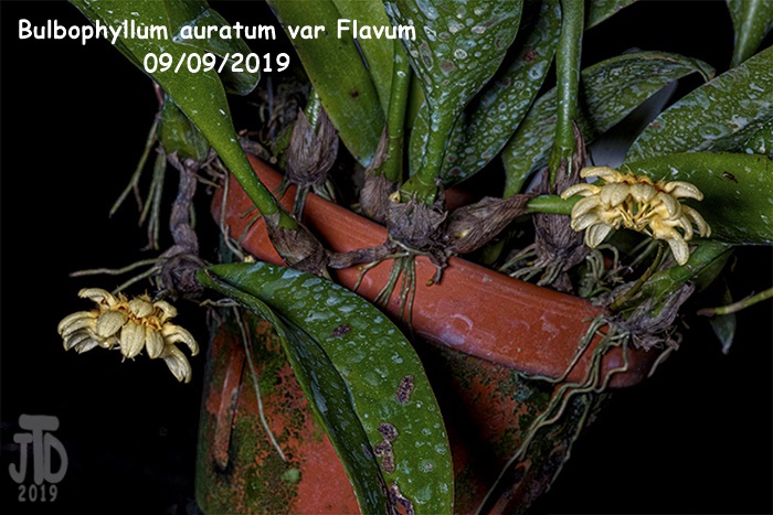 Name:  Bulbophyllum auratum var Flavum1 09092019.jpg
Views: 89
Size:  155.2 KB