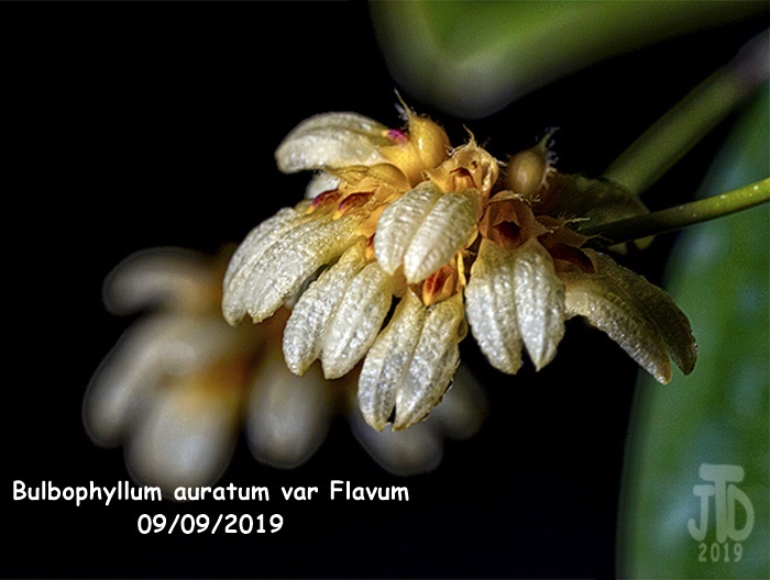 Name:  Bulbophyllum auratum var Flavum2 09092019.jpg
Views: 88
Size:  107.6 KB