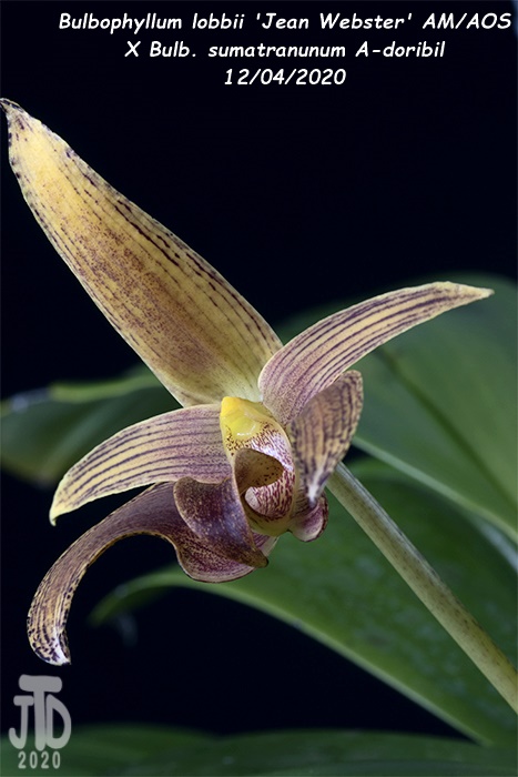 Name:  Bulbophyllum lobbii 'Jean Webster' AMAOS X Bulb. sumatranunum A-doribil1 12032020.jpg
Views: 656
Size:  109.5 KB