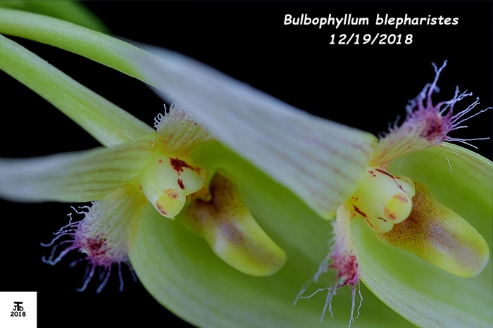 Name:  Bulbophyllum blepharistes1 12172018.jpg
Views: 160
Size:  183.1 KB