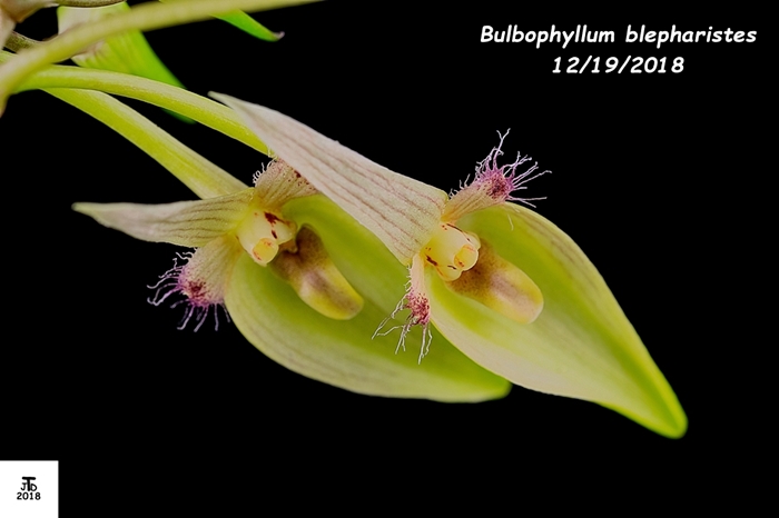 Name:  Bulbophyllum blepharistes4 12172018.jpg
Views: 77
Size:  124.7 KB