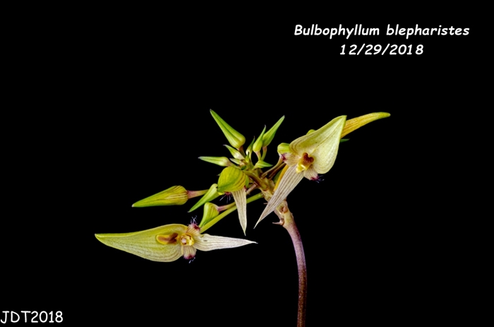 Name:  Bulbophyllum blepharistes1 12272018.jpg
Views: 47
Size:  78.1 KB