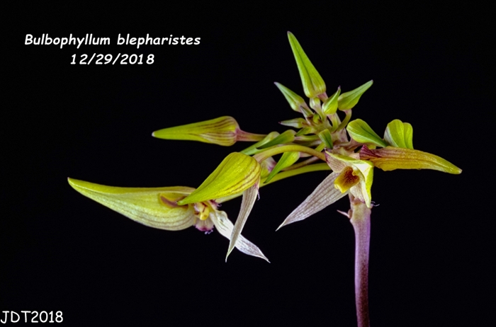Name:  Bulbophyllum blepharistes2 12272018.jpg
Views: 55
Size:  167.0 KB