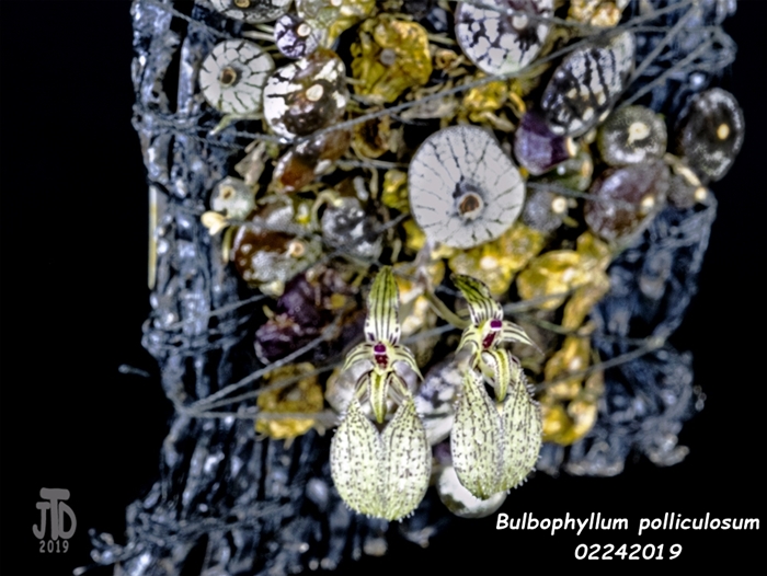 Name:  Bulbophyllum polliculosum1 02242019.jpg
Views: 916
Size:  265.2 KB