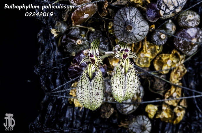 Name:  Bulbophyllum polliculosum2 02242019.jpg
Views: 1224
Size:  264.9 KB