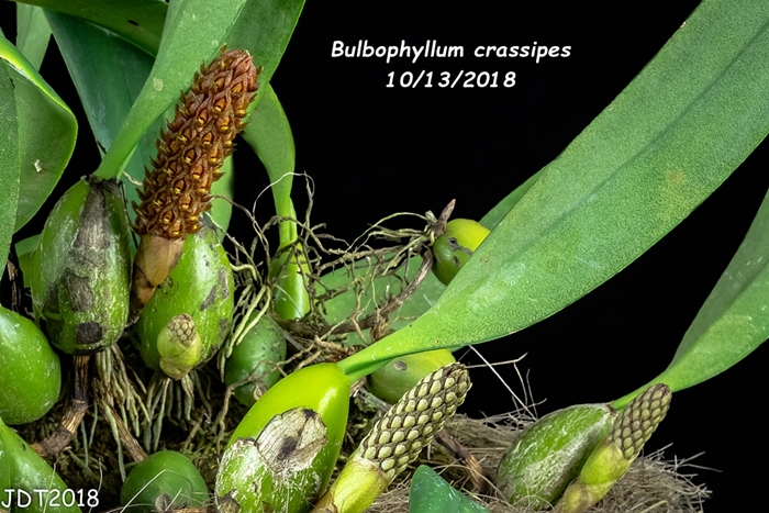 Name:  Bulbophyllum crassipes4 10-12-2018.jpg
Views: 117
Size:  305.4 KB