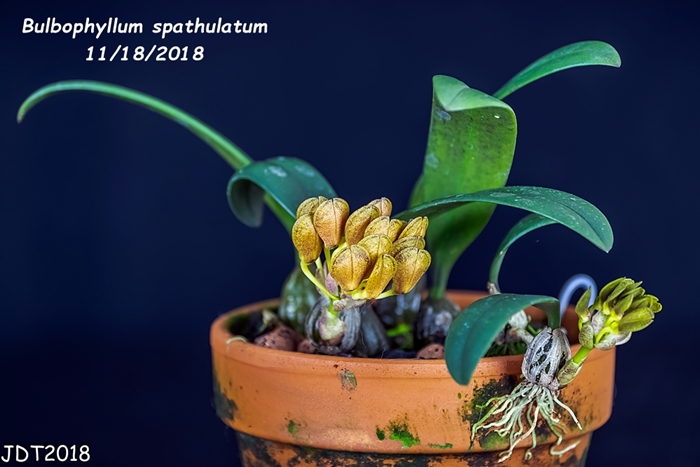 Name:  Bulbophyllum spathulatum1 11172018.jpg
Views: 144
Size:  203.5 KB