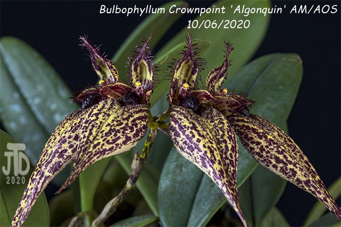 Name:  Bulbophyllum Crownpoint 'Algonquin' AM-AOS1 10062020.jpg
Views: 2297
Size:  168.3 KB