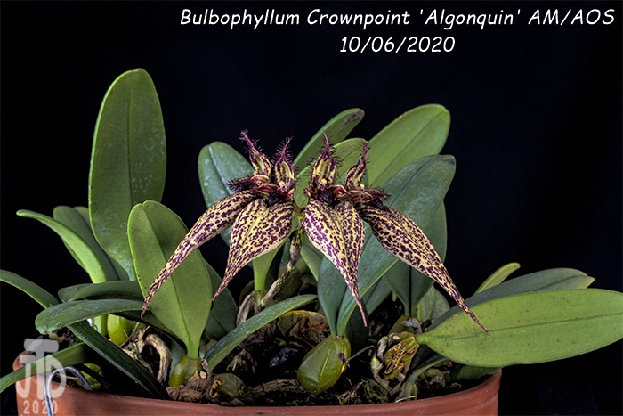 Name:  Bulbophyllum Crownpoint 'Algonquin' AM-AOS3 10062020.jpg
Views: 2297
Size:  181.6 KB