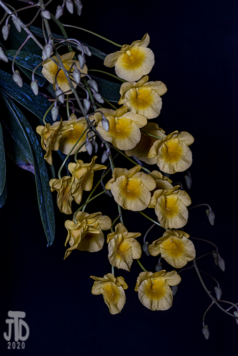 Name:  Dendrobium aggregatum2 02172020.jpg
Views: 95
Size:  334.5 KB