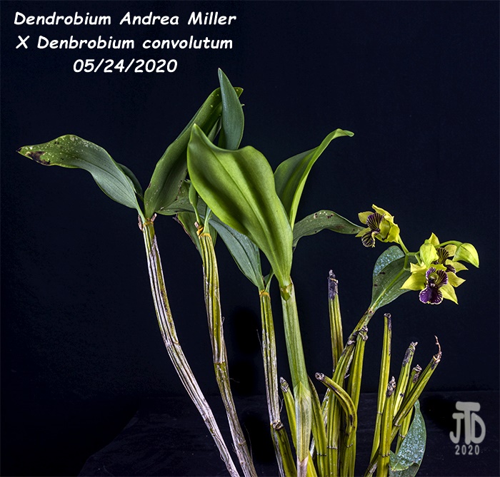 Name:  Dendrobium Andrea Miller X Dendrobium convolutum1 05242020.jpg
Views: 797
Size:  192.3 KB