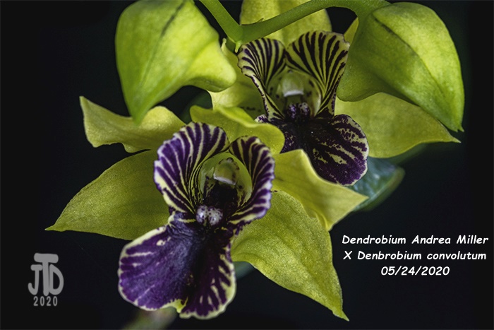 Name:  Dendrobium Andrea Miller X Dendrobium convolutum2 05242020.jpg
Views: 1259
Size:  147.6 KB