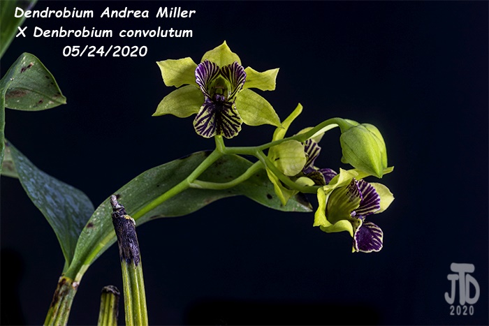 Name:  Dendrobium Andrea Miller X Dendrobium convolutum5 05242020.jpg
Views: 769
Size:  118.8 KB