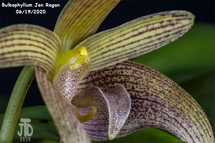 Name:  Bulbophyllum Jan Ragan2 06192020.jpg
Views: 157
Size:  152.4 KB