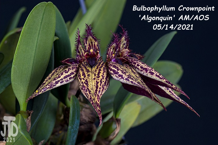 Name:  Bulbophyllum Crownpoint 'Algonquin' AM-AOS2 05152021.jpg
Views: 796
Size:  138.1 KB