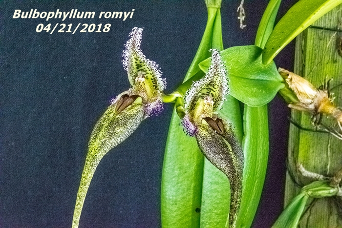 Name:  Bulbophyllum romyi1 100mm 042118.jpg
Views: 515
Size:  349.9 KB