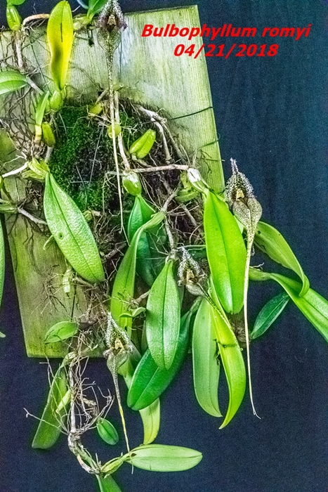 Name:  Bulbophyllum romyi3 185mm 042118.jpg
Views: 271
Size:  377.6 KB