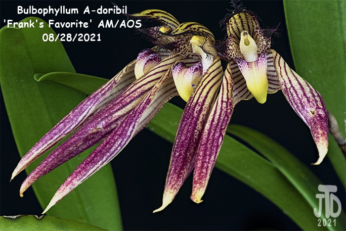 Name:  Bulbophyllum A-doribil 'Frank's Favorite' AMAOS1 08282021.jpg
Views: 654
Size:  175.3 KB