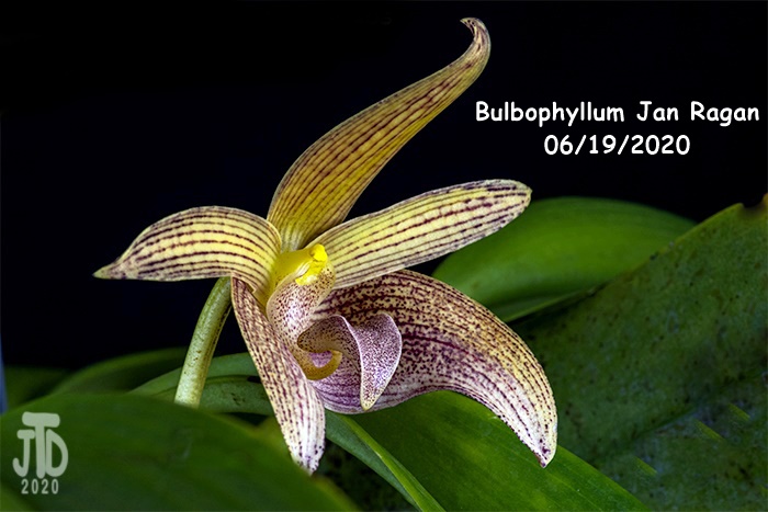Name:  Bulbophyllum Jan Ragan5 06192020.jpg
Views: 154
Size:  110.1 KB