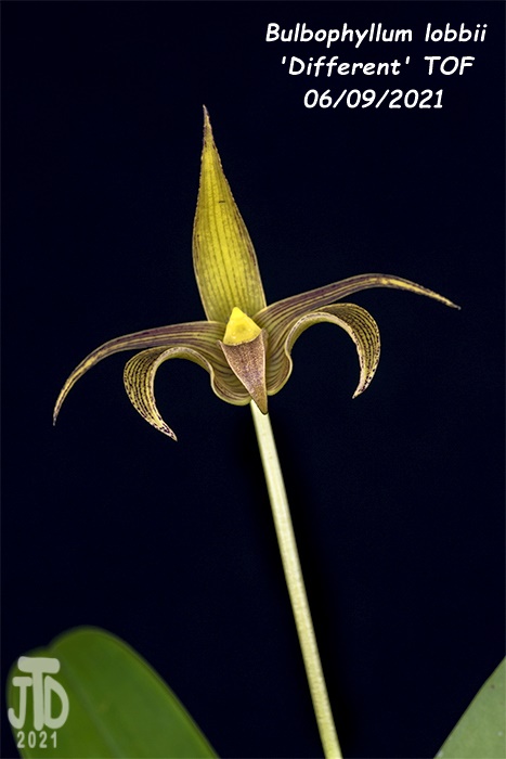 Name:  Bulbophyllum lobbii 'Different' TOF2 06092021.jpg
Views: 2590
Size:  88.5 KB