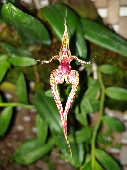 Name:  Bulbophyllum.jpg
Views: 180
Size:  135.0 KB