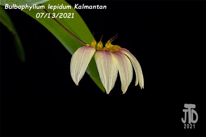 Name:  Bulbophyllum lepidum Kalimantan2 08122021.jpg
Views: 1051
Size:  59.3 KB