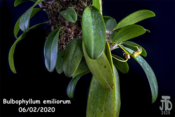Name:  Bulbophyllum emiliorum1 06022020.jpg
Views: 229
Size:  123.3 KB