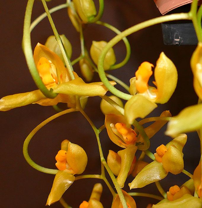 Name:  Gongora-galeata-flowers-8.2020.jpg
Views: 299
Size:  106.0 KB