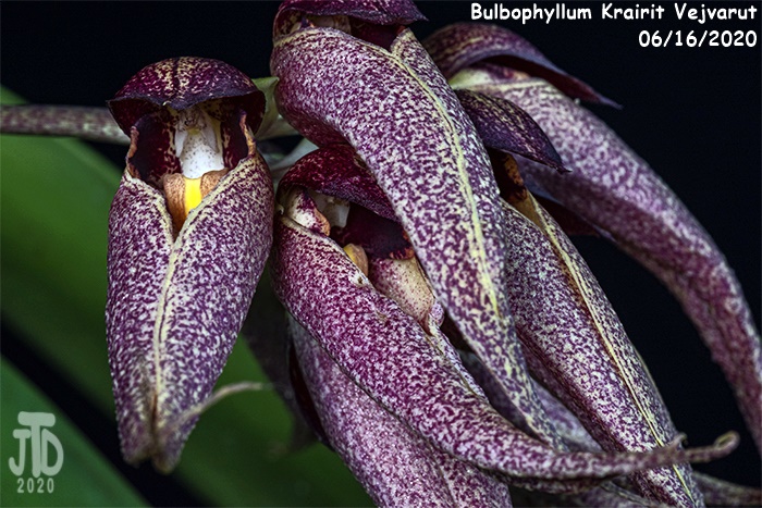 Name:  Bulbophyllum Krairit Vejvarut2 06162020.jpg
Views: 708
Size:  187.3 KB