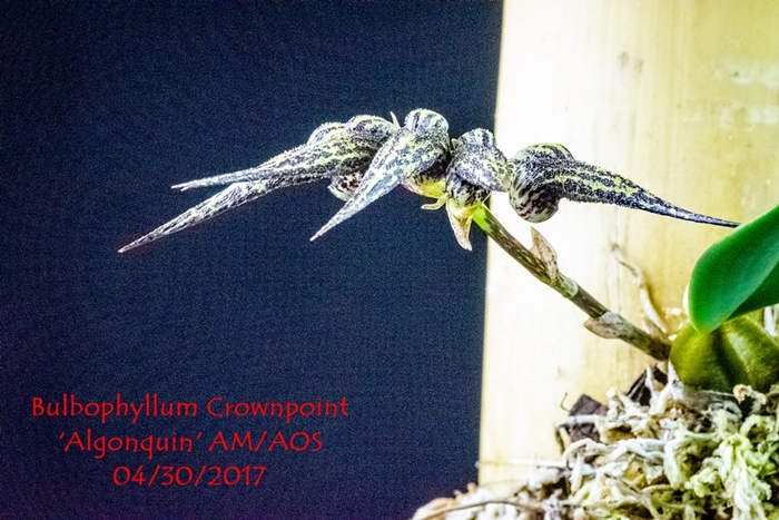 Name:  Bulbophyllum Crownpoint 'Algonquin' AM-AOS 300 mma.jpg
Views: 179
Size:  320.2 KB