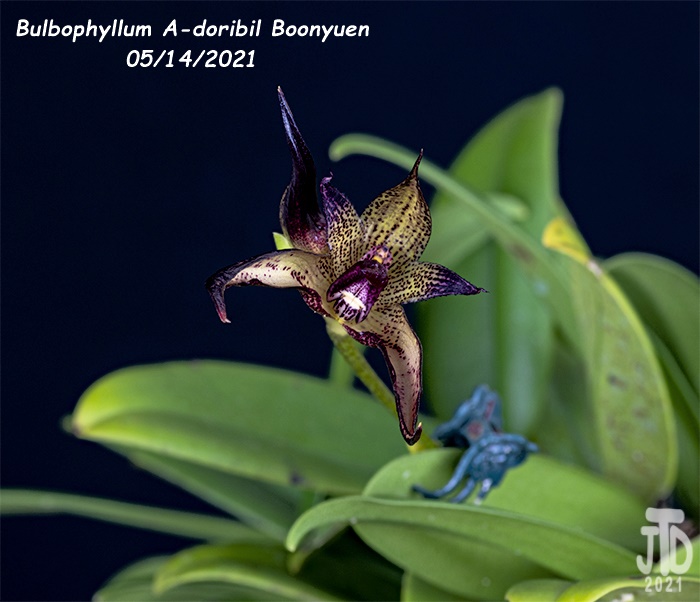 Name:  Bulbophyllum A-doribil Boonyuen3 05142021.jpg
Views: 45
Size:  112.1 KB