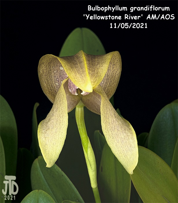 Name:  Bulbophyllum grandiflorum 'Yellowstone River' AMAOS3 11052021.jpg
Views: 53
Size:  171.2 KB