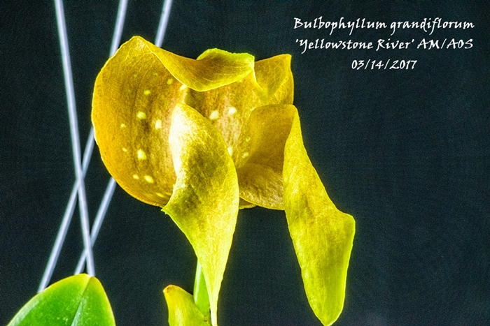 Name:  Bulbophyllum grandiflorum 'Yellowstone River' AM_AOS 195mm.jpg
Views: 485
Size:  305.2 KB