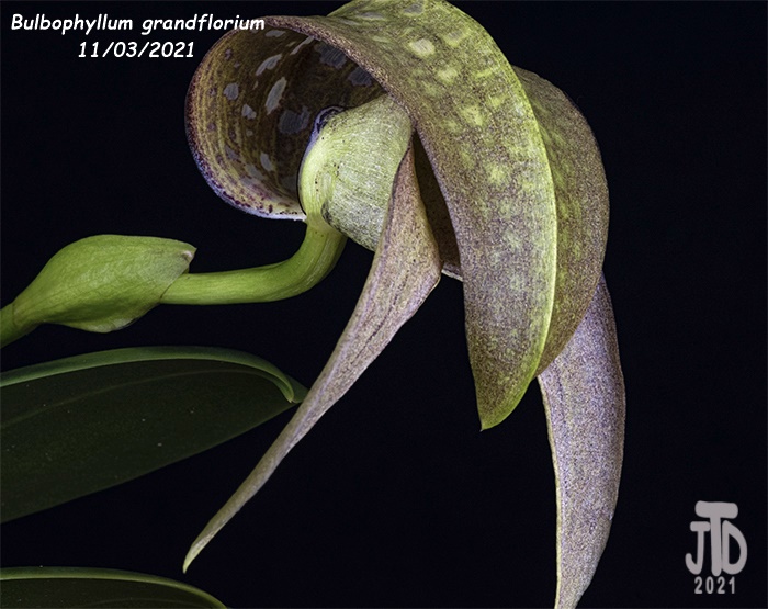 Name:  Bulbophyllum grandiflorum1 11032021.jpg
Views: 369
Size:  133.5 KB