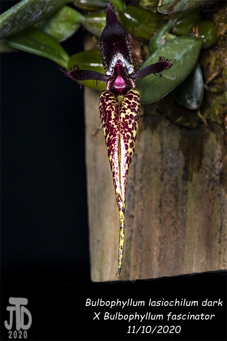 Name:  Bulbophyllum lasiochilum darkxB. fascinator3 11102020.jpg
Views: 1028
Size:  107.4 KB