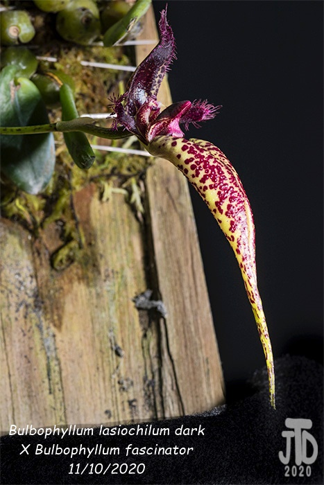 Name:  Bulbophyllum lasiochilum darkxB. fascinator4 11102020.jpg
Views: 922
Size:  131.9 KB