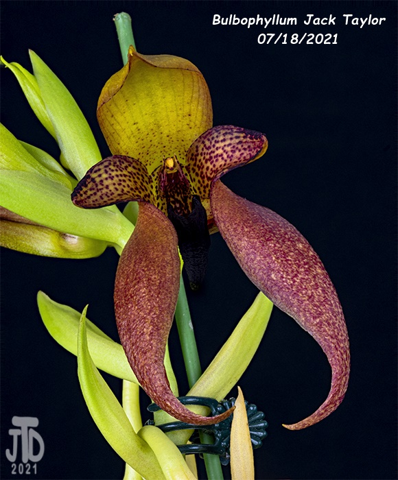 Name:  Bulbophyllum Jack Taylor5 07182021.jpg
Views: 99
Size:  171.1 KB