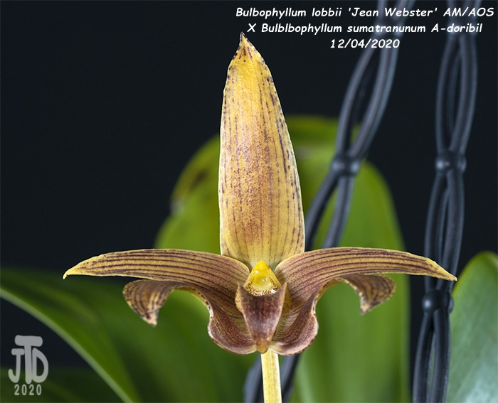 Name:  Bulbophyllum lobbii 'Jean Webster' AMAOS X Bulb. sumatranunum A-doribil3 12032020.jpg
Views: 267
Size:  122.4 KB